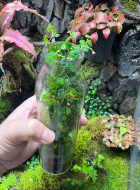 迷你薜荔小叶观叶青叶花叶雨林缸生态瓶微景观用爬藤绿植好养皮实