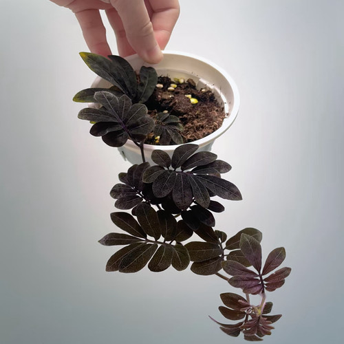 禅意紫韵厄瓜多尔进口紫茄盆栽