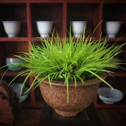 各类规格老桩黄金姬菖蒲