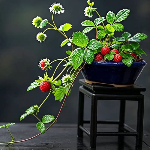 屋久岛蛇莓桌面雅植美观趣味进口