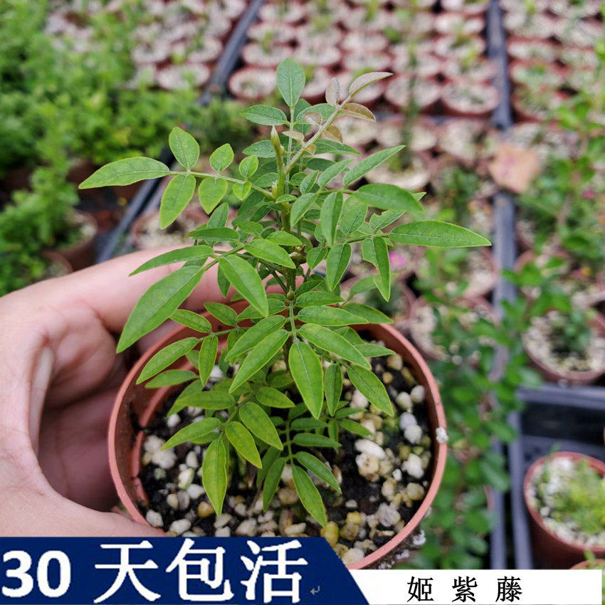 姬紫藤日本小叶姬藤姬叶米叶盆栽盆景素材苗稀有品种