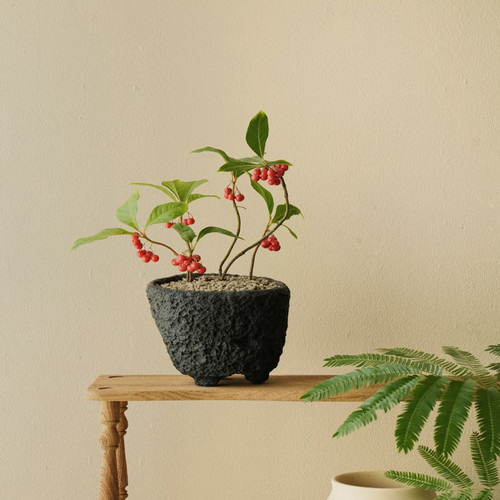 紫金牛迷你盆栽观果室内桌面绿植花卉好养阳台紫色耐阴