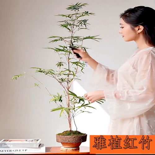红竹红观音竹耐热耐寒好养护书房