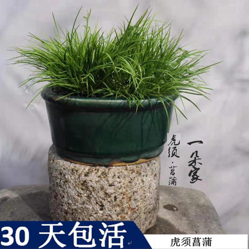 品种齐全扬州苏州细叶虎须菖蒲