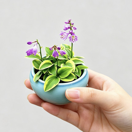 山野草日本姬玉簪茶台办公桌书房把玩清供迷你植物盆栽可附石花叶