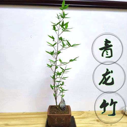青龙竹盆栽挺拔室内禅意好养