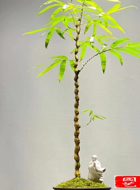 金丝佛肚竹精品养眼绿植
