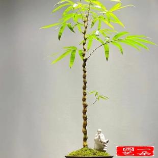 金丝佛肚竹四季常青客厅办公室办公桌面净化空气罗汉竹菩提竹