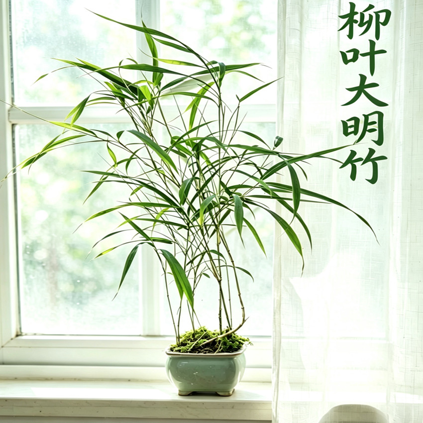 名贵柳叶大明竹珍稀观赏竹子苗盆景绿植阳台书房桌面