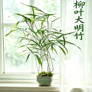 名贵柳叶大明竹珍稀观赏竹子苗