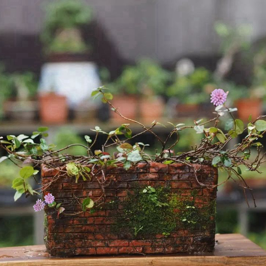 日本姬犬蓼盆栽山野草迷你趣味