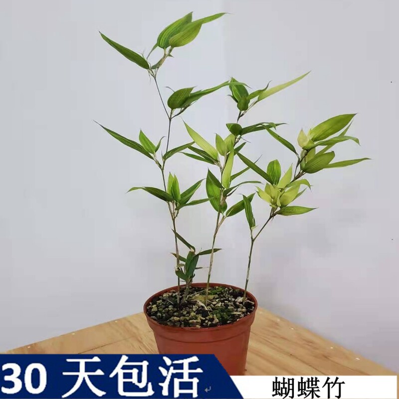 蝶竹蝴蝶竹室内绿植迷你小竹子苗竹盆栽盆景竹观赏竹稀有品种茶几