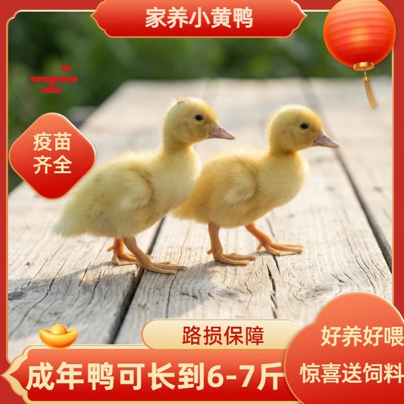 家养小黄鸭活体幼鸭疫苗齐全疫苗保障成年鸭6-7斤包邮,宠物/宠物食品及用品,宠物鸭,淘宝优惠券,粉丝福利购,淘宝优惠卷