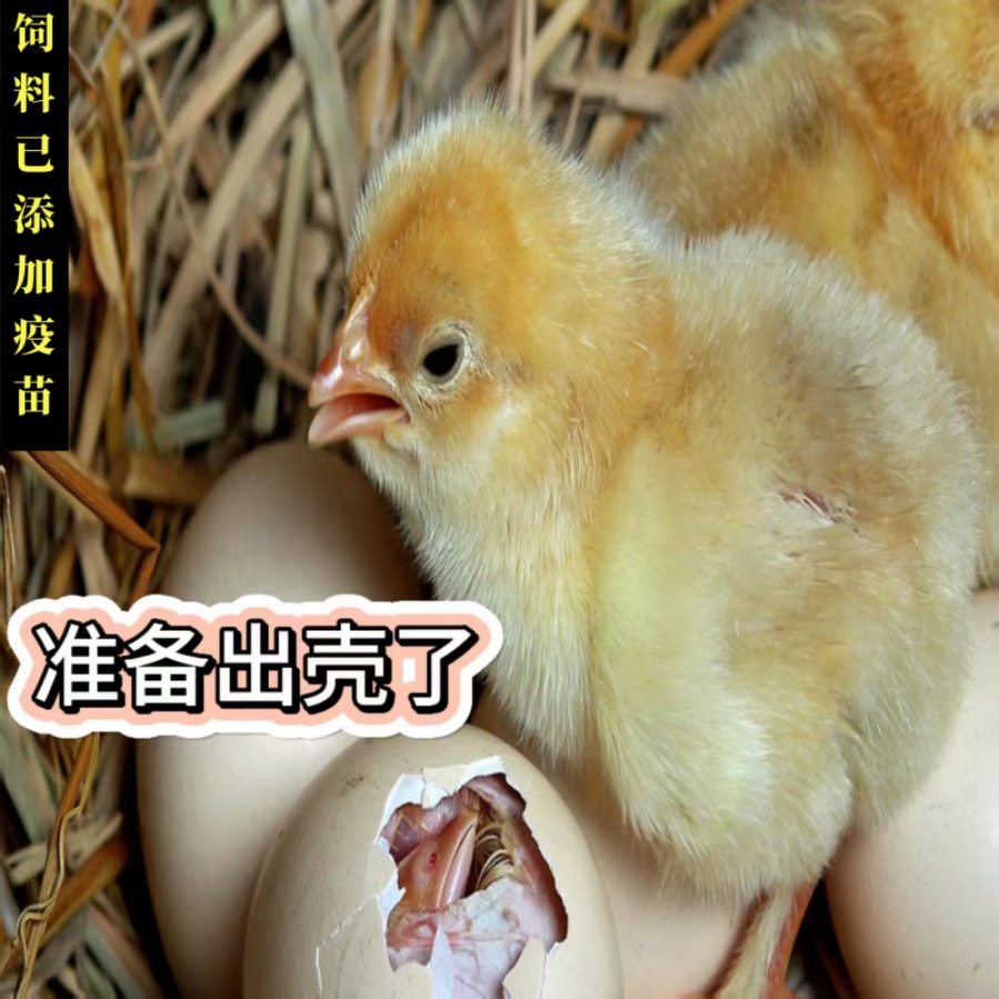 网红宠物脱壳小黄鸡活体可爱黏人