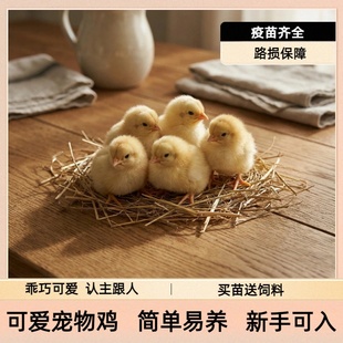 可爱宠物鸡小鸡苗活体疫苗齐全路损保障简单易养新手可入
