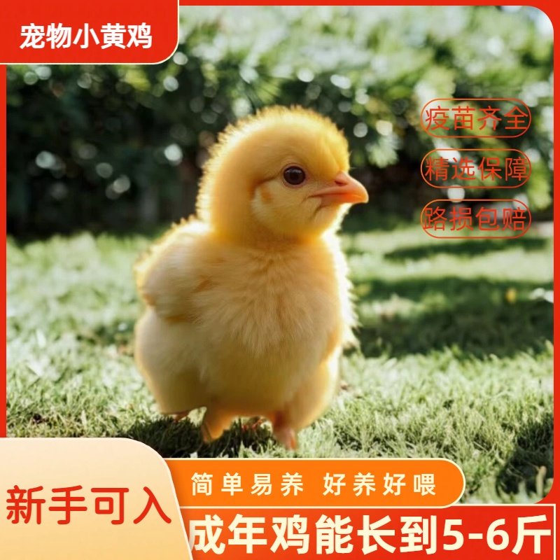 宠物小黄鸡活体幼鸡新手可入手养好养活疫苗齐全路损包赔#包邮,宠物/宠物食品及用品,宠物鸡,淘宝优惠券,粉丝福利购,淘宝优惠卷
