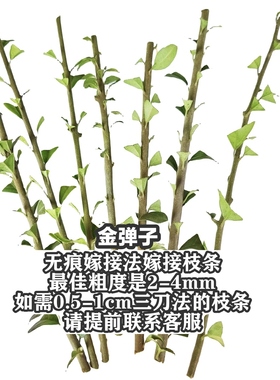 金弹子嫁接枝条无痕嫁接腹接法中国红小叶红芽米叶丰果型热门品种