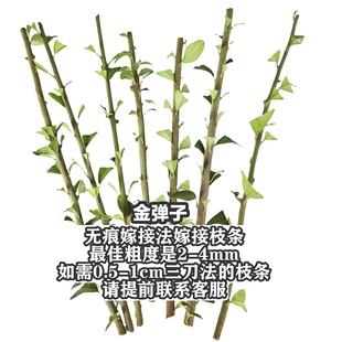 金弹子嫁接枝条无痕嫁接腹接法中国红小叶红芽米叶丰果型热门品种