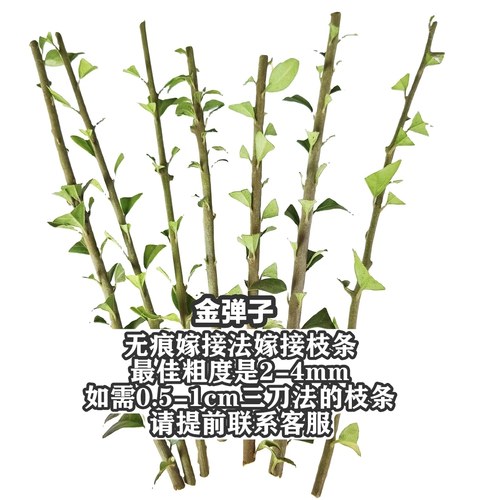 金弹子嫁接桩多个品种和嫁接枝条