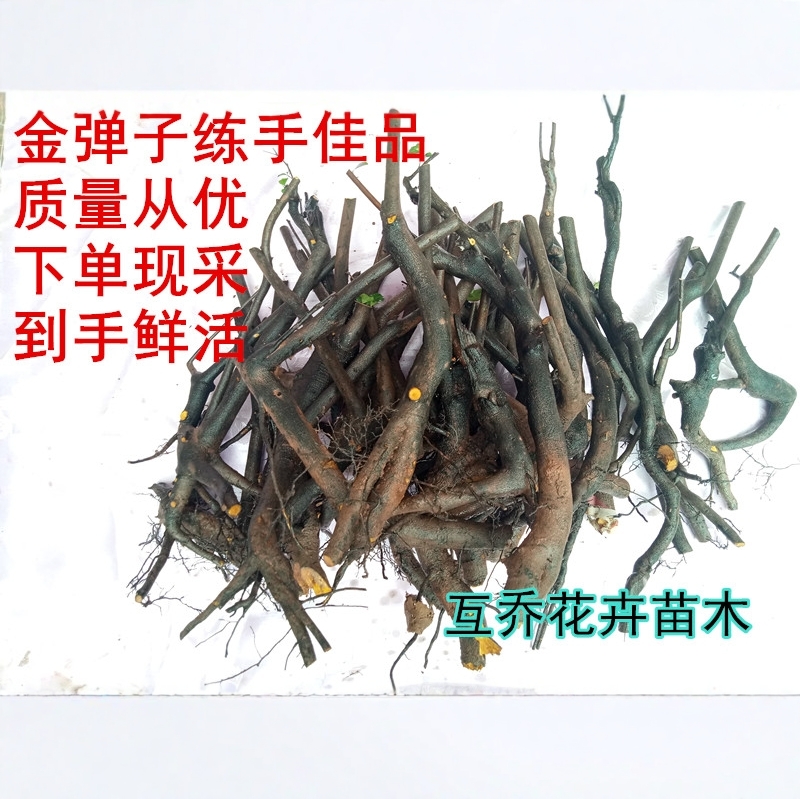 金弹子灌木生桩小品碳化老桩盆景练手素材