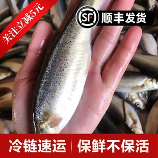 正宗东北大柳根鱼黑龙江柳根鱼特产开江开河鲜活冷冻 顺丰发货