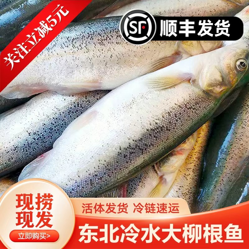 【顺丰发货】正宗东北大柳根鱼黑龙江开江开河鲜活冷冻柳根鱼特产,水产肉类/新鲜蔬果/熟食,淡水鱼类,淘宝优惠券,粉丝福利购,淘宝优惠卷