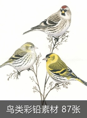 A416鸟类手绘画画图片参考素材水彩水粉小鸟手绘临摹素材图