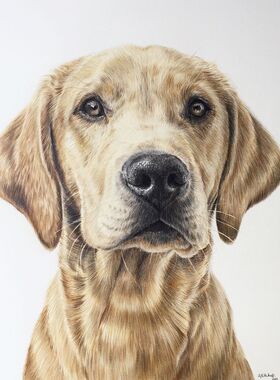 A415小动物彩铅绘画临摹图集小狗猫咪斑马老虎手绘写实彩铅画素材