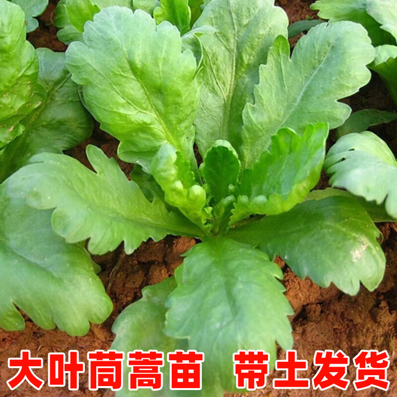 大叶茼蒿菜苗皇帝菜苗菊花菜南方蔬菜苗带土茼蒿秧苗中叶茼蒿种植
