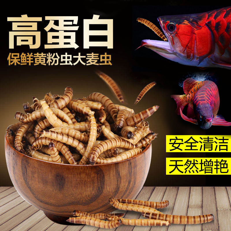 森食黄粉虫大麦鱼粮银龙