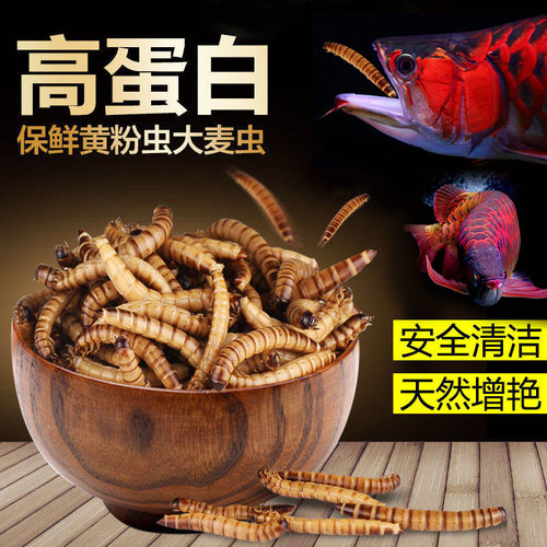 森食黄粉虫大麦鱼粮银龙