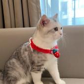 毛线手工宠物围脖项圈猫咪美短狗狗英短美渐层领结口水巾 新品 包邮