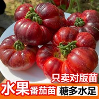 水果味丑姑娘番茄種子紫番茄西紅柿種籽水果春夏四季蔬菜種孑