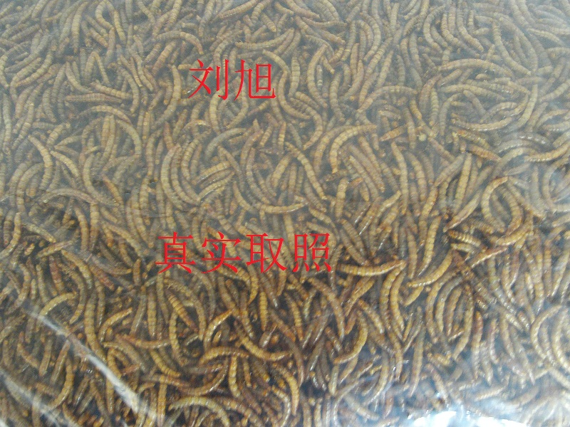 1ÔÂлõ»Æ·Û³æ¸É³æ¡¢Ãæ°ü³æ¸É£¬¸É»õ£¬ ²úµØÖ±Ïú 1½ï=500g=16Ôª
