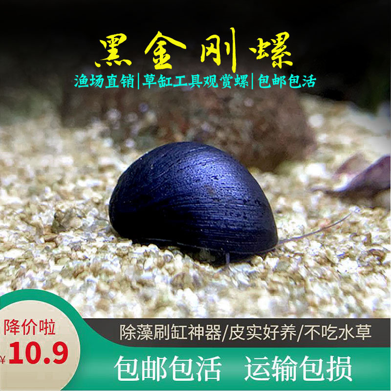黑金刚螺活体军杀手淡水草缸工具螺