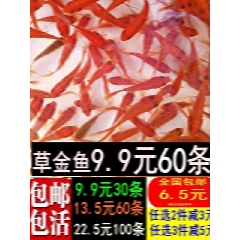 草金鱼活体观赏鱼冷水锦鲤小金鱼活鱼龙睛蝶尾鱼闯缸鱼饲料鱼包邮