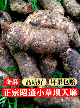 鲜天麻正宗云南昭通小草坝新鲜天麻500g包邮深山林下仿野生种植