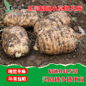 新鲜天麻正品 云南昭通小草坝鲜天麻现挖仿野生天麻特级现挖带土