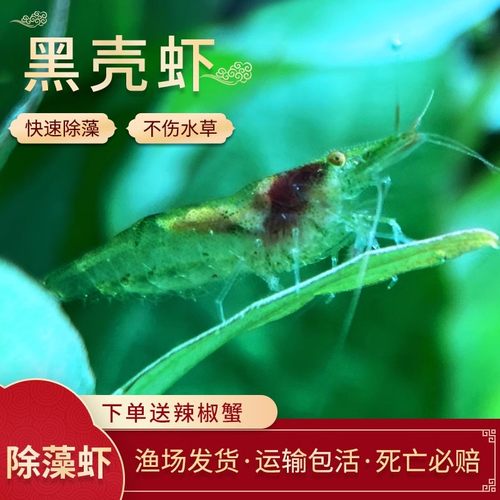黑壳虾除藻虾观赏虾鱼缸除藻清洁虾工具虾水晶虾草虾樱花虾极火虾