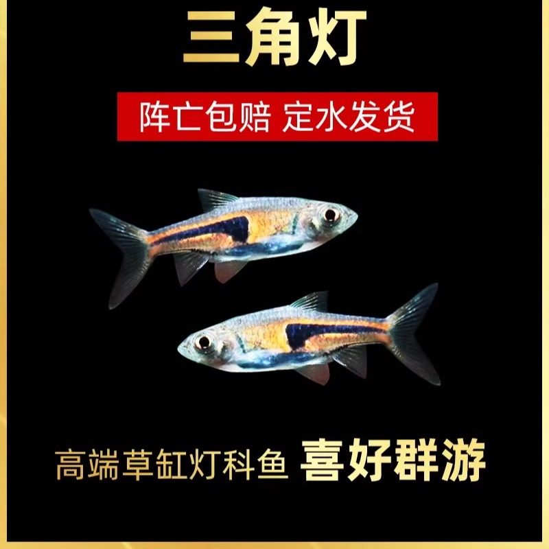 三角灯热带观赏鱼小型活体草缸群游鱼淡水好养耐活红绿灯包邮包活,宠物/宠物食品及用品,鱼,淘宝优惠券,粉丝福利购,淘宝优惠卷