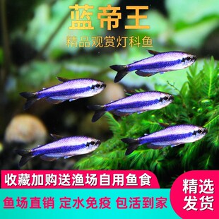 蓝国王灯科鱼活体帝王灯草缸群游鱼小型热带鱼草缸新手好养观赏鱼