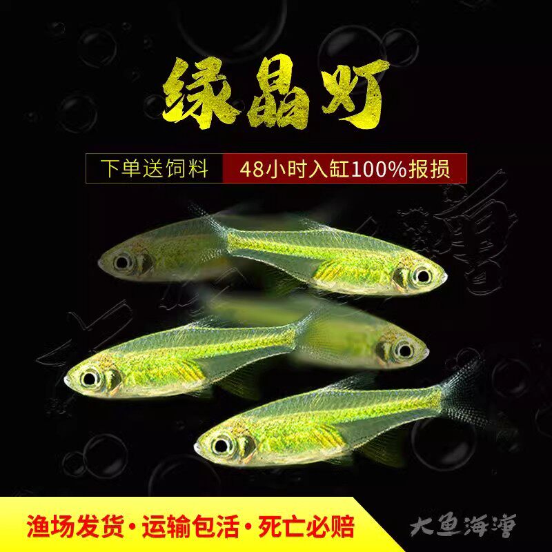 绿晶灯鱼水草鱼缸淡水小型玻璃透明群游灯科鱼热带微小波鱼活体鱼