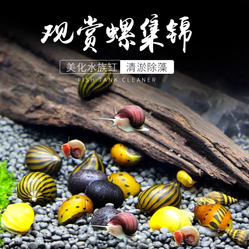 观赏螺杀手斑马黑金刚洋葱角螺苹果工具螺淡水宠物活体清缸除藻螺