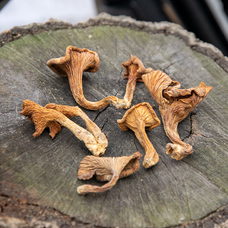 野生黄丝菌特级150 鸡油菌干蘑菇高山菇事湖北干货山货纯野生特产