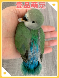 牡丹鹦鹉幼鸟黄绿桃黄化玄凤大头虎皮幼雏鸟手养亲人学说话宠物鸟