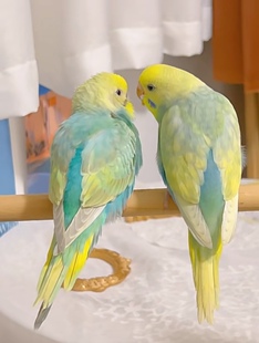 手养大头虎皮鹦鹉雏鸟亲人粘人可以学说话的宠物幼鸟活体小鸟