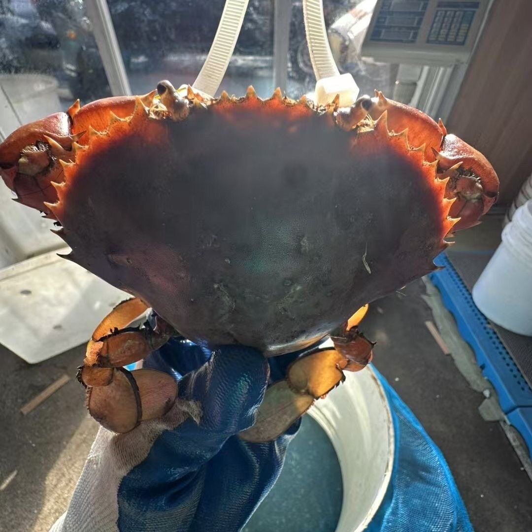 宁海特产 红膏青蟹 公母三门湾产地直发当天发货代膏红膏顺丰空运