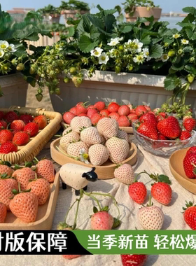 【家里草莓园】四季草莓苗奶油大棚种植草莓盆栽新苗带土果苗xp