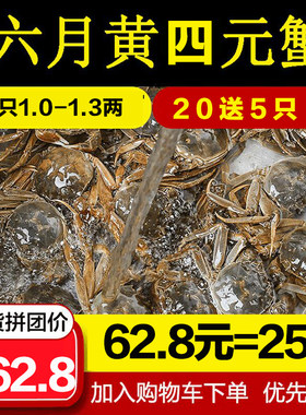 抢25只四元蟹1.0-1.2两大闸蟹