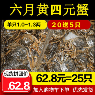 抢25只四元 1.2两大闸蟹鲜活六月黄毛蟹河蟹小螃蟹 全公母1.0